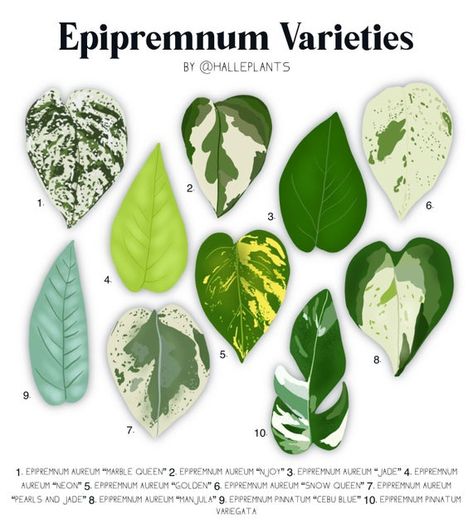 Royal Philodendron, Plant Identification Chart, Plant Leaf Identification, Philodendron Varieties, Leaf Identification, Household Plants, Pothos Plant, Variegated Plants, Plant Identification