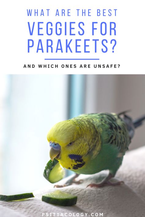 Budgie Food, Parakeet Care, Parakeet Food, Parrot Care, Parakeet Toys, Parakeet Cage, Budgies Bird, Budgie Parakeet, Fruit List