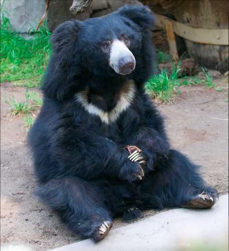 Different kind of aww. This is a sloth bear. - Imgur Nature Reference, Animal Funnies, Moon Bear, Sloth Bear, 3 Bears, Bear Hugs, Foster Kittens, Unusual Animals, Favorite Animals