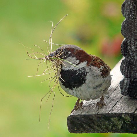 .... un petit qui bâti son nid.... Bird Building Nest, Sparrow Nest, Bird Watcher, Sparrows, Colorful Birds, Little Birds, Bird Nest, Little Bird, Wild Birds