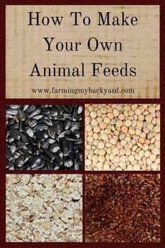 Homesteading Animals, Livestock Feed, Raising Farm Animals, Homestead Ideas, Animal Husbandry, Garden Fun, Chicken Feed, Farm Stuff, Mini Farm