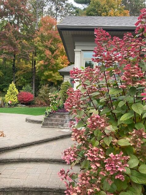 Plants In Front Of House, Ontario Garden, Quick Fire Hydrangea, Garden Bushes, Lush Landscape, Southern Ontario, Burning Bush, Canadian Winter, Hydrangea Paniculata