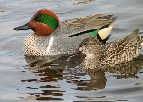 Green-winged Teal Colorado Birds, Waterfowl Art, Duck Species, Teal Duck, Canadian Animals, Jeff Lewis, Decoy Carving, Green Wing, Waterfowl Hunting