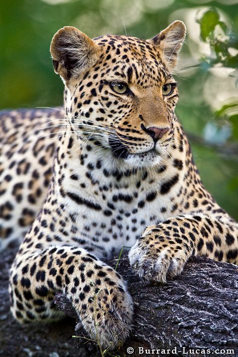 Leopard - Great Photo ! White Panther, Female Leopard, Okavango Delta Botswana, Serval Cats, 심플한 그림, Okavango Delta, Wild Kingdom, Wolf Pictures, Cup Ideas