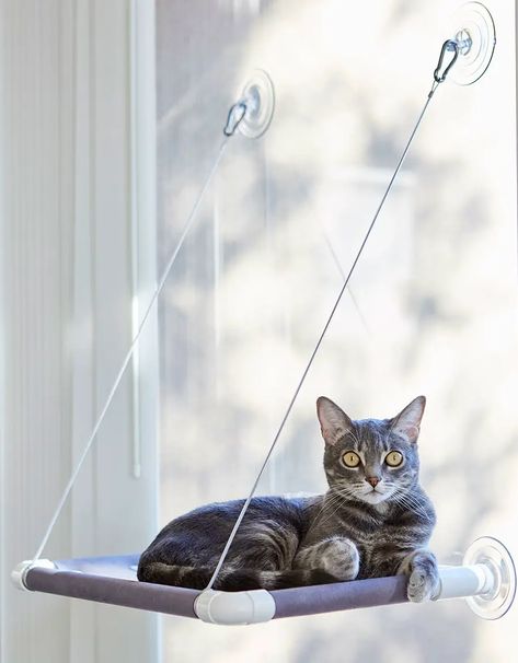 Cat Tree Plans, Cat Climber, Cat Window Perch, Window Perch, Cool Cat Trees, Tree Plan, F2 Savannah Cat, Cat Window, Cat Perch