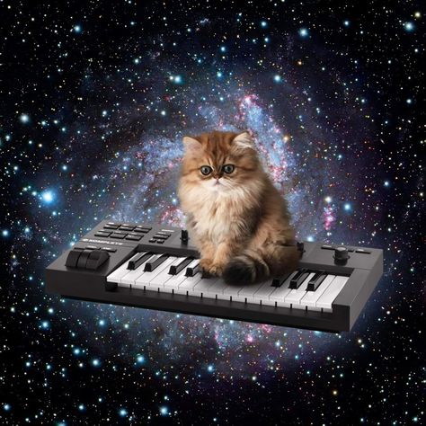 Cat From Outer Space, Silly Animal Pictures, Cat Galaxy, Cat In Space, Space Animals, Taco Cat, Galaxy Cat, Silly Cats Pictures, Space Cat