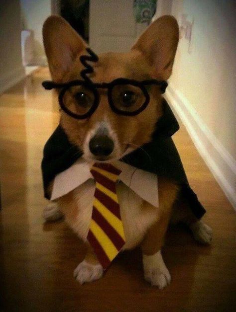 Harry Potter Dog Harry Potter Dog, Morkie Dogs, Cute Dog Costumes, Felt Glue, Gryffindor Aesthetic, Harry Potter Costume, Ready For Halloween, Diy Felt, Pipe Cleaners