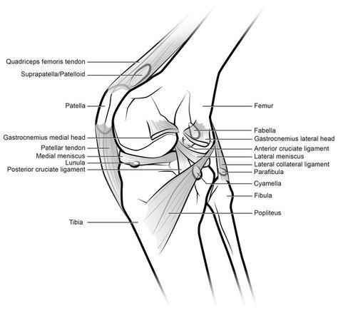 Evolution of the patellar sesamoid bone in mammals [PeerJ] Medical Diseases, Sesamoid Bone, What Is A Bird, Plant Nursery, Gravity, Mammals, The Knee, Anatomy, Evolution