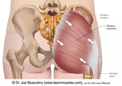 Gluteus Maximus - Learn Muscles Gluteus Maximus Anatomy, Glutious Maximus, Glute Muscles Anatomy, Greater Trochanteric Pain Syndrome, Posterior Chain Exercises, Exercise Glutes, Muscles Anatomy, Hip Flexor Pain, Muscle Diagram