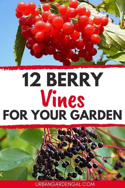 12 Berry Vines For Backyard Gardens - Urban Garden Gal Growing Strawberries Vertically, Blackberry Plants, Growing Blackberries, Growing Raspberries, Berry Garden, Bush Garden, Backyard Gardens, Growing Fruit Trees, Growing Vines