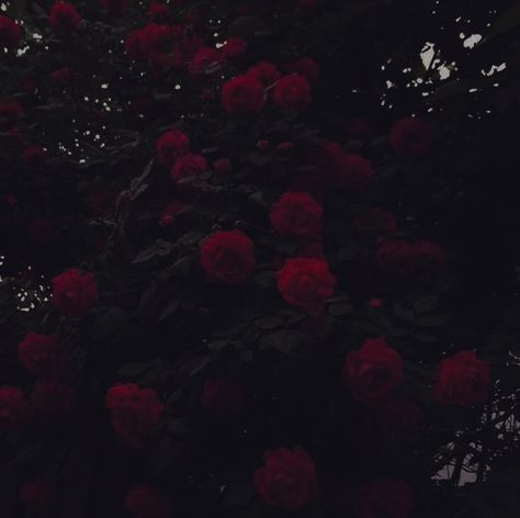 Vampire Goth Aesthetic, Maroon Aesthetic, Burgundy Aesthetic, Black And Red Roses, Dark Red Roses, Dark Red Wallpaper, I See Red, Rosé Aesthetic, Red Icons:)