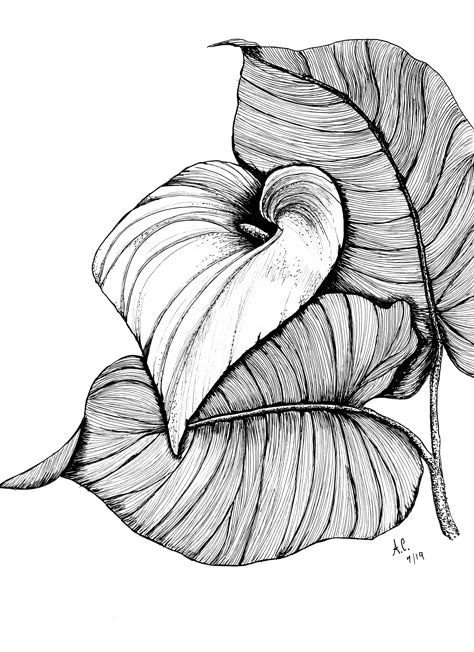 Flower Black Pen Drawing, Calla Lily Drawing, Fineliner Art, Pen Art Drawings, Tangle Art, Zentangle Drawings, Plant Drawing, Mandala Design Art, Doodle Art Designs