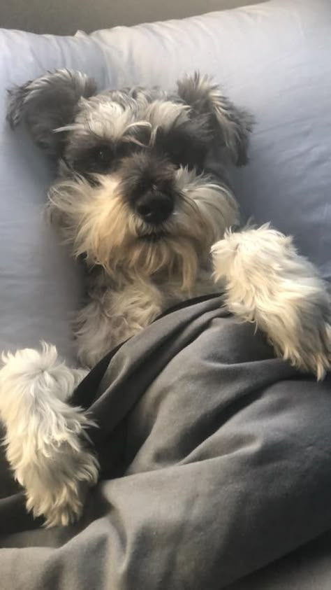 Schnauzer Puppy, Check It Out, Read More, Internet, Pet, Bed