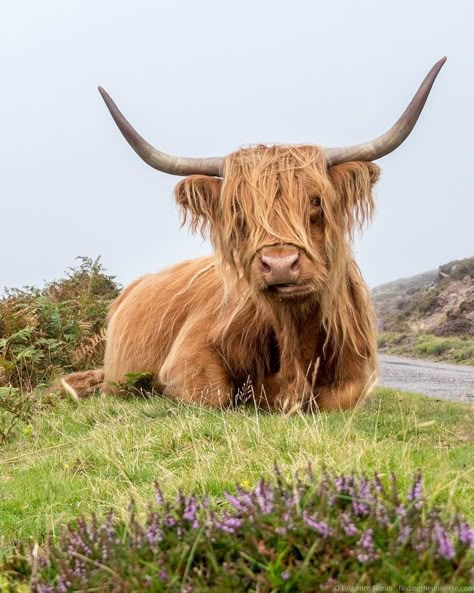 Highland Cow Pictures, Fun Doodles, Highland Coo, Highland Cow Painting, Cow Wallpaper, Highland Cow Art, Scottish Highland Cow, Fluffy Cows