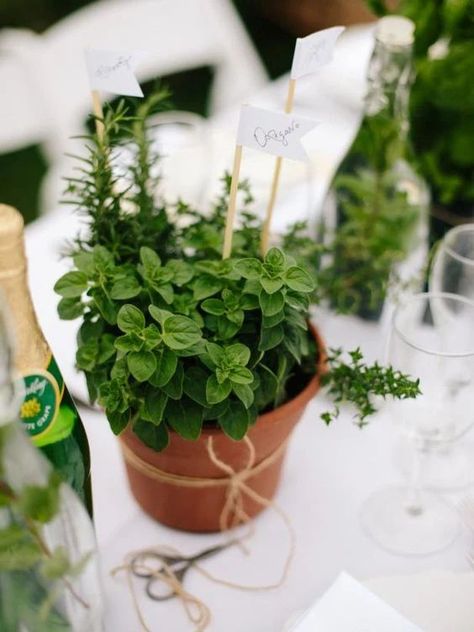 Give guests party favors that will continue to grow with them at home with these adorable mini herb gardens. Read on to learn 10 fabulous DIY #birthdayparty favors for adults that you can make regardless of your skill level from #birthdaybutler |  The Best Adult Birthday Party Ideas  #MilestoneBirthdays Herb Centerpieces, Adult Birthday Party Favors, Plant Centerpieces, Themed Tattoos, Succulent Centerpiece, Cheap Baby Shower, Party Favors For Adults, White Baby Showers, Succulent Centerpieces