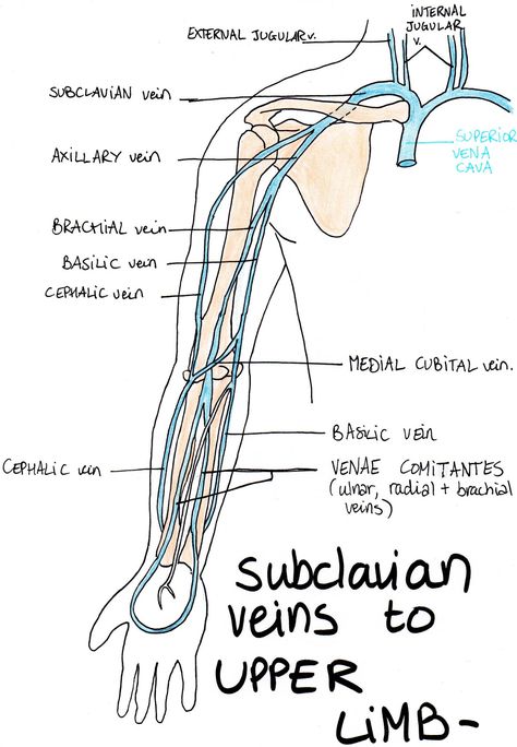 Sonography Notes, Arm Vein, Anatomy Terms, Diagnostic Medical Sonography Student, Arteries Anatomy, Medical Biology, Vascular Ultrasound, Anatomy Notes, Sonography Student