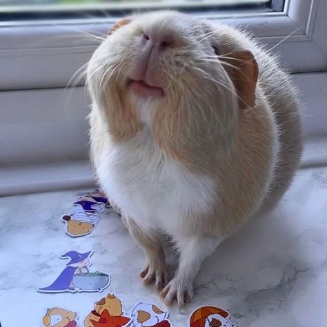 Silly Animal Pictures, Guinea Pigs Funny, Guinea Pig Accessories, Baby Guinea Pigs, Happy Pig, Pet Guinea Pigs, Cute Small Animals, Cute Guinea Pigs, Guinea Pig Cage