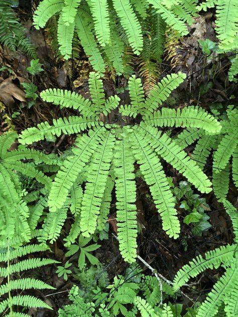 western maidenhair fern (Adiantum aleuticum) Maidenhair Fern, Ferns Garden, Washington Park, Balcony Garden, Logo Ideas, Green Plants, Fern, Planting, Portland