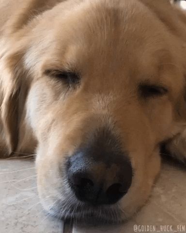 via GIPHY Hello Gif, Golden Retriever, For Friends, Gif, Quick Saves