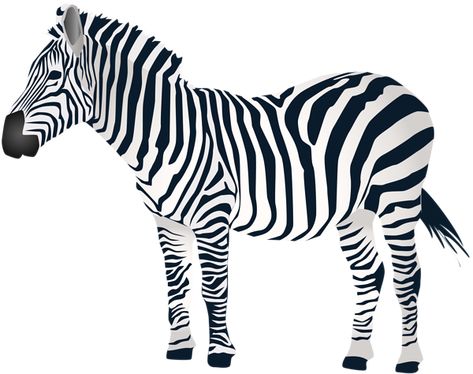 Zebra Clipart, Mountain Zebra, Zebra Illustration, Plains Zebra, Happy Birthday Png, White Polar Bear, Halloween Clips, Clipart Free, Background Clipart