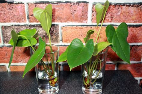 Can Anthuriums Grow in Water? (6 Steps to Make It Happen) - The Practical Planter Flower In Water, Diverse Family, Anthurium Plant, Anthurium Flower, Decorative Pebbles, Rooting Hormone, Pot Plants, Liquid Fertilizer, Gardening Gloves