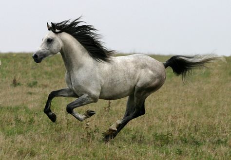 . Arabian Horse Running, Horse Running Reference, Horse Reference Photos, Horse From Behind, Animal Running, Cai Arabi, Black Arabian Horse, Horse Reference, Horse Running