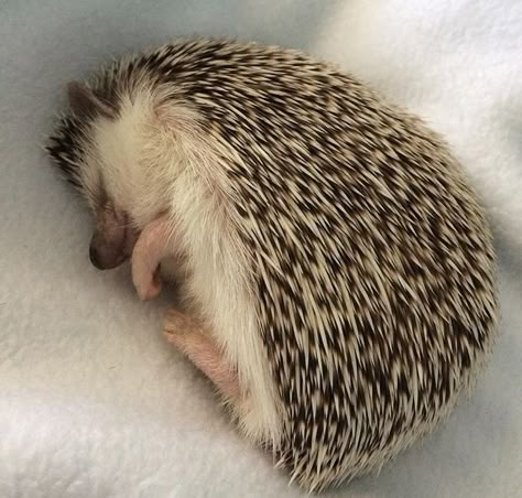 Hedgehog Pet, Baby Hedgehog, Cute Hedgehog, Cute Animal Photos, Cute Creatures, Sweet Animals, Cute Little Animals, 귀여운 동물, Cute Funny Animals