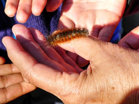 Hand Holding Caterpillar Person Holding Butterfly, House Bugs, Series Ideas, Neem Oil, Beneficial Insects, Hand Holding, Caterpillar, Bird Feeders, Public Domain