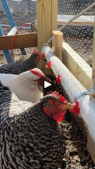 323K views · 48K reactions | The Ultimate Chicken Water System. | Mike Greenfield | lifebymikeg · Original audio Homesteading Chickens, Chicken Watering System, Yard Chickens, Yard Animals, Urban Chicken Farming, Homestead Animals, Walk In Chicken Coop, Chicken Barn, Chicken Care