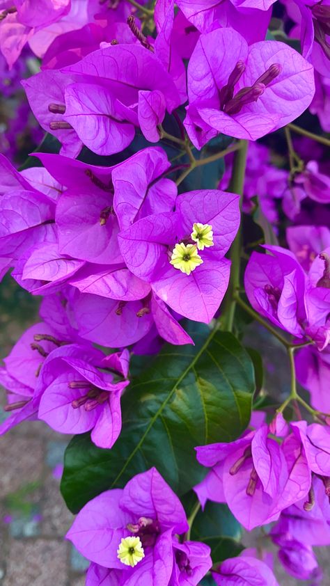 Hawaii Flowers, Magenta Flowers, Botanical Plants, Lovely Lavender, Bougainvillea, Anime Scenery Wallpaper, Hibiscus Flowers, Scenery Wallpaper, Anime Scenery