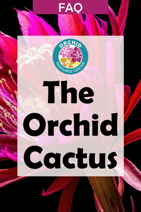 Catasetum Orchids, Curly Orchid Cactus, Orchid Roots Care, Orchid Varieties Types Of, Orchid Root Rot, Orchid Fertilizer, Orchid Cactus, Cactus Types, Fiddle Leaf Fig Tree