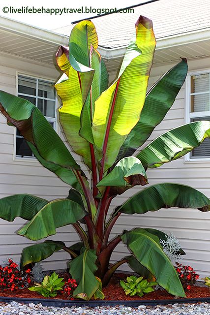 Red Banana Tree, Palm Trees Garden, Tropical Backyard Landscaping, Red Banana, Tropical Landscape Design, Tropical Garden Design, Tropical Backyard, Banana Plants, Banana Tree