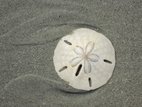 Sand Dollar Line Art, Sand Dollar Quotes, Sand Dollar Drawing, Sea Dollar, Starfish Pictures, Sand Dollar Tattoo, Dollar Tattoo, Sand Dollar Art, Olive Branch Tattoo