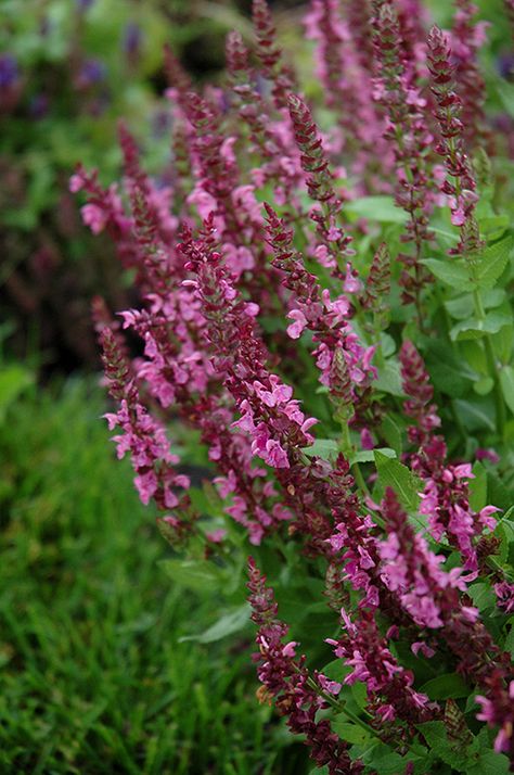 Sensation Deep Rose Meadow Sage (Salvia nemorosa 'Sensation Deep Rose') at Minor's Garden Center Meadow Sage, Salvia Nemorosa, Naturalistic Garden, Hot Pink Flowers, Meteor Garden 2018, Bathroom Plants, Landscape Plants, Side Garden, Garden Route