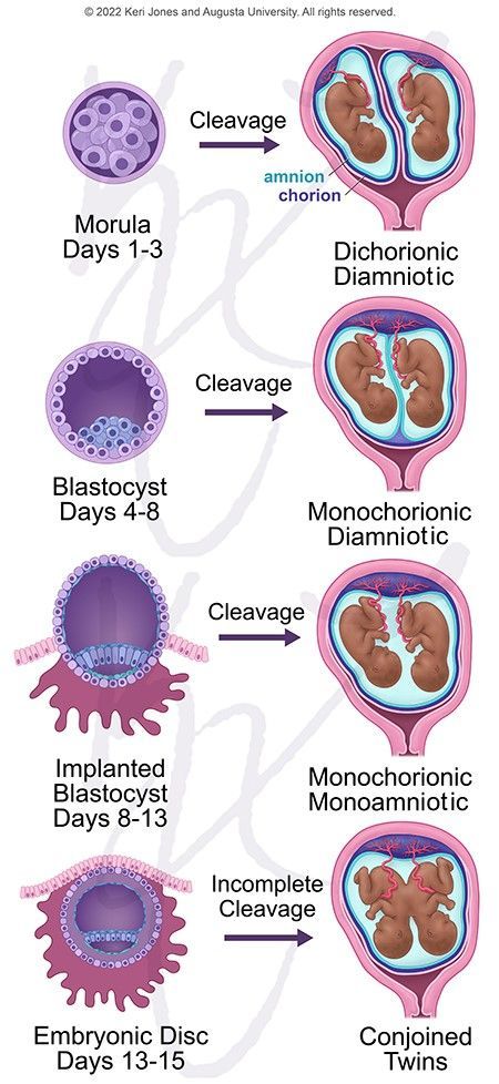 Gynecology Aesthetic, Embryology Notes, Development Of Heart Embryology, Obstretics And Gynecology, Human Embryo Development, History Of Midwifery, Pregnancy Anatomy, Biology Diagrams, Med Student Gift