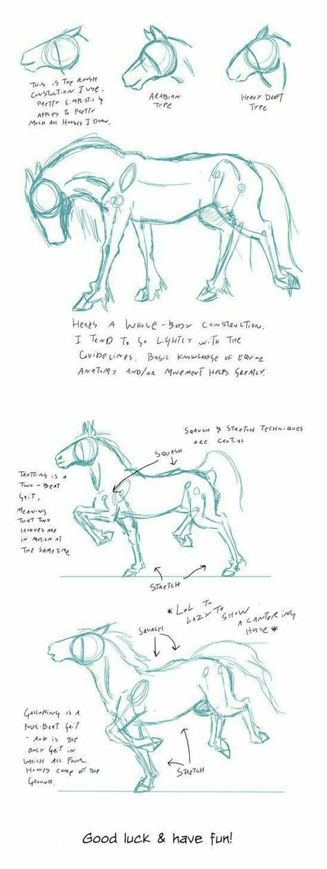 Ako Kresliť, Draw A Horse, Horse Art Drawing, Horse Sketch, Horse Anatomy, Drawing Faces, Horse Drawing, Horse Drawings, Wacom Intuos