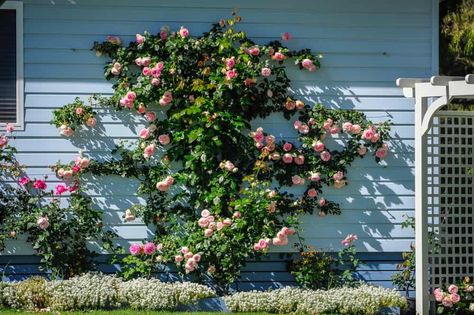 Climbing Rose Front Of House, Climbing Roses Fence Backyards, Rambling Roses Climbing, Climbing Rose On Fence, Climbing Rose Support Ideas, Trellis For Roses Climbing, Peggy Martin Rose Climbing Trellis, Climbing Rose Trellis Ideas Diy, Rose Trellis Against House