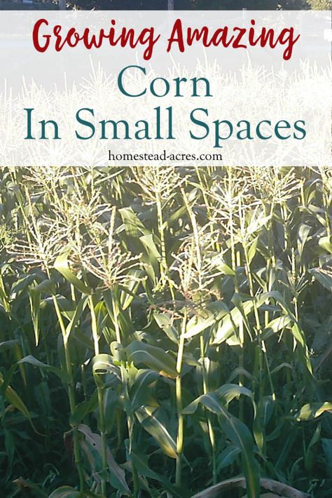 You can grow lots of corn in a small space! These step by step tips on how to plant corn using the square foot method will help you grow lots of sweet corn in your backyard garden. Even if you are a beginner gardener it is well worth it to try growing your own corn, you just can’t beat the taste of fresh homegrown sweet corn! #gardening #sweetcorn #organicgarden How To Plant Corn, Grow Corn, Growing Corn, Corn Plant, Organic Vegetable Garden, Small Backyard Gardens, Square Foot Gardening, Home Vegetable Garden, Backyard Farming