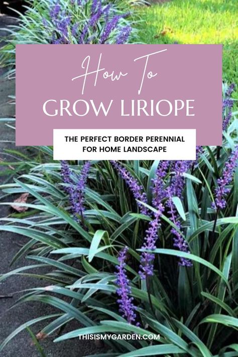 Liriope growing as a boarder along a sidewalk. The plant has green and white verigated long slender leaves, and spike-like purple blooms. From thisismygarden.com. Lily Turf Landscaping, Flowerbed Borders, Boarder Plants, Variegated Liriope, Growing Lilies, Lily Turf, Liriope Muscari, Florida Landscaping, Walkways Paths