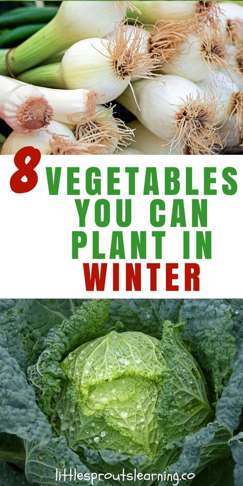 There are so many plants you can plant in winter in Oklahoma. February is a busy month for spring plantings. Indoor Vegetables, Winter Vegetables Gardening, Tattoo Plant, Zone 7, Indoor Vegetable Gardening, Fall Garden Vegetables, Organic Vegetable Garden, Winter Vegetables, Garden Veggies