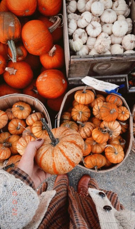 October Harvest in New England, USA. Halloween New England, Darling Desi, New England Autumn, England Autumn, New England Usa, Us Road Trip, Harvest Festival, Halloween News, New England