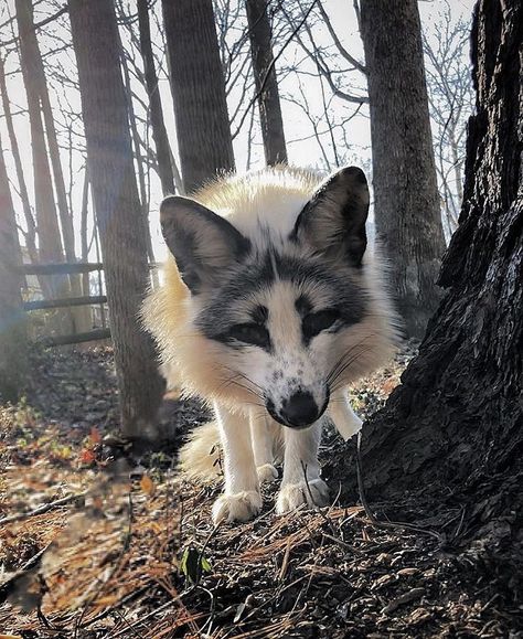 Marble Fox Aesthetic, Silver Fox Therian, Grey Fox Therian, Pet Fox Aesthetic, Marble Fox Therian Mask, Snow Fox Aesthetic, Fennec Fox Therian, Fox Bones, Marble Fox Photography