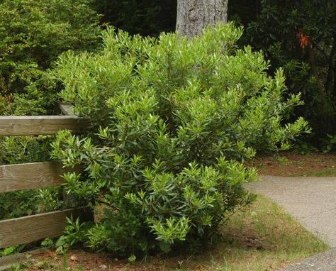 Pacific Wax Myrtle, Myrica Californica, Seattle Landscaping, Flagpole Landscaping Ideas, Wax Myrtle, Mediterranean Landscape, Broadleaf Evergreen, Privacy Hedge, Privacy Plants