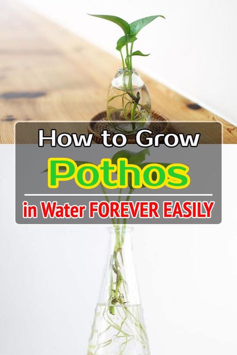 If you don't want to deal with the mess of soil then Growing Pothos in Water is the best way to have this versatile houseplant. Growing Pothos In Water, Pathos Plant, Pothos In Water, Pothos Plant Care, Plants Grown In Water, Plants In Jars, Indoor Water Garden, Plant Crafts, Plant Box