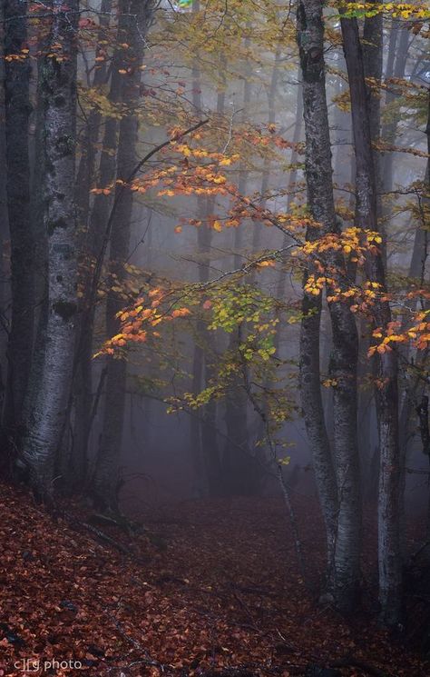 Unique Scenery, Trees In Forest, Moody Forest, Louisiana Art, Secret Forest, Enchanted Wood, Anne Rice, Mystical Forest, Forest Path