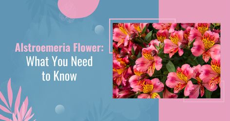 Delve into the world of Alstroemeria flowers! Discover the beauty and symbolism of these enchanting blooms, known for their vibrant colors and long-lasting elegance. From floral meanings to care tips, explore all you need to know about Alstroemeria and add a touch of grace to your floral repertoire. Check out our blog to learn more. #BourkesFlorist #AlstroemeriaFlower #FloralInsights #BloomsAndBotany #FloralKnowledge #FlowerMagic #AlstroemeriaLove #FlowerEnthusiast #FloralDiscoveries Floral Meanings, Alstroemeria Bouquet, Alstroemeria Flower, Peruvian Lilies, Grace To You, Hardy Perennials, Flower Beauty, Beautiful Blooms, Flower Beds