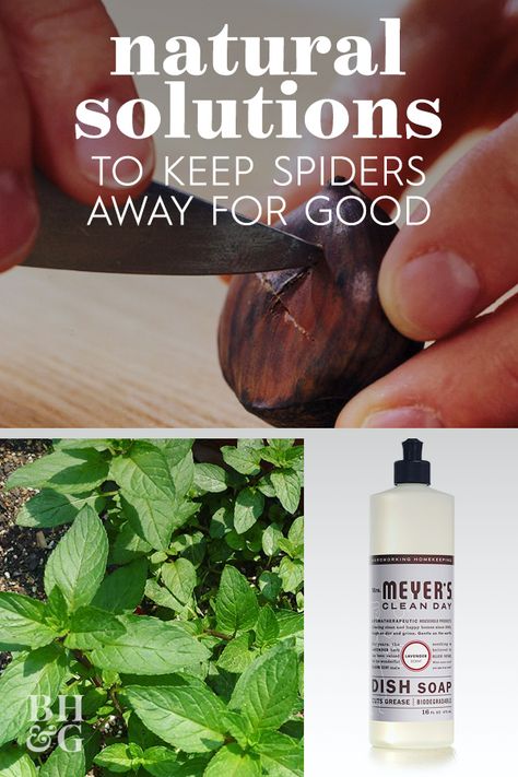 Spider Repellent Indoor, Spider Repellent Diy Indoor, Spiders Repellent Diy, Natural Spider Repellant, House Cleaning Hacks, Spider Repellent, Repellent Diy, Spiders Repellent, Tiny Spiders