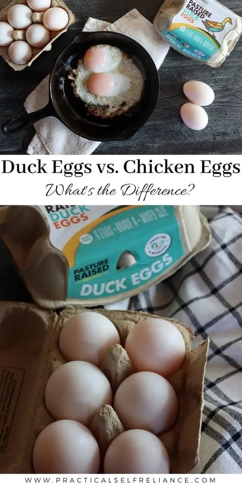 Duck Eggs vs Chicken Eggs: Raising Ducks for Eggs - Whether you're raising ducks with chickens or just trying to buy the right eggs at the grocery store, you may be wondering what the difference between duck and chicken eggs is. Duck egg yolks are much richer and contain less water content, making them ideal for baking. raising ducks for beginners | duck eggs benefits | duck eggs recipe | recipes with duck eggs Recipes With Duck, Duck Eggs Recipe, Raising Ducks For Beginners, Recipes Using Duck Eggs, Ducks For Beginners, Eggs And Chicken, Preserving Eggs, Egg Yolk Recipes, Cured Egg Yolk