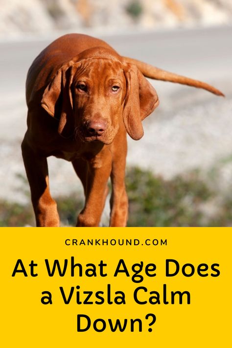 At What Age Does a Vizsla Calm Down? Viszlas Dog, Vizsla Funny, Puppy Schedule, Wirehaired Vizsla, Outdoor Dog Toys, Vizsla Dog, Puppy Stages, Hungarian Vizsla, Vizsla Dogs