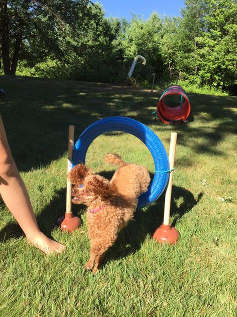 Dollar store agility equipment. Dog training for the cheap and/or construction-challenged. $13 and 5 minutes of prep (if you work really slow) Dog Agility Diy, Dog Agility Course Diy, Puppy Playground, Hotel Pet, Dog Friendly Backyard, Dog Backyard, Dog Agility Course, Brain Games For Dogs, Dog Training Equipment